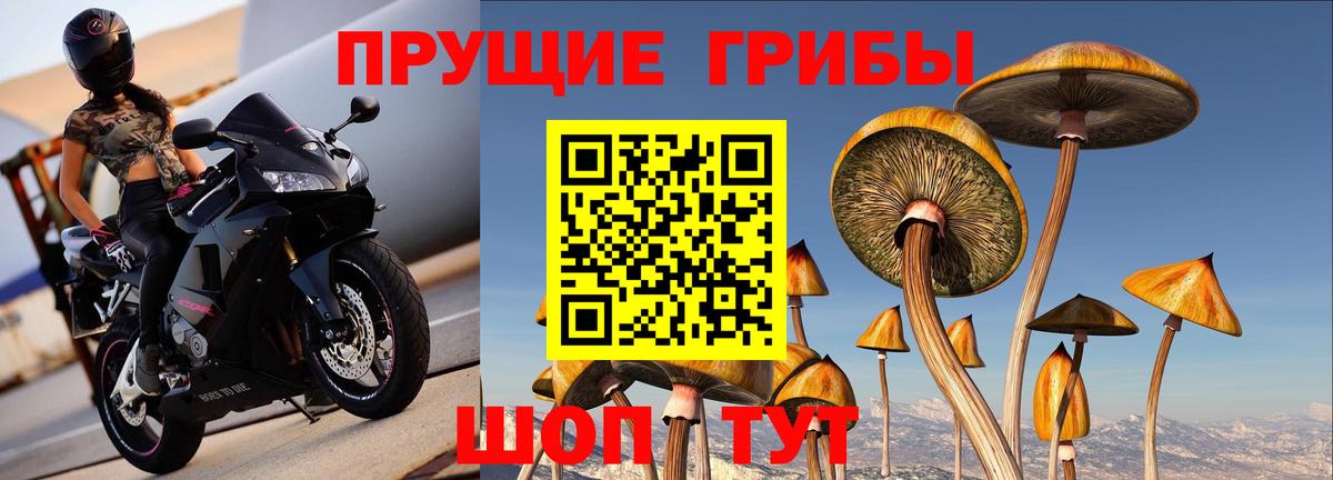 Выборг  где можно купить   Вход с VPN  Галлюциногенные грибы мицелий  Псилоцибиновые грибы ЛСД 